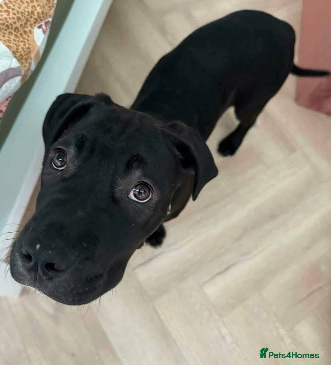 Mixed Breed dogs for sale: Harley the American Staffy x Cane Corso - Advert 3