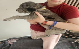 Great Dane dogs for sale: Great dane puppies  - Image 21