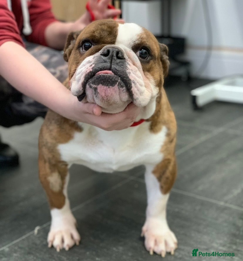 English Bulldog dogs 6 year old English bulldog girls  - Advert 1