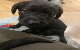 Springador dogs for sale: Springador pups - Image 10