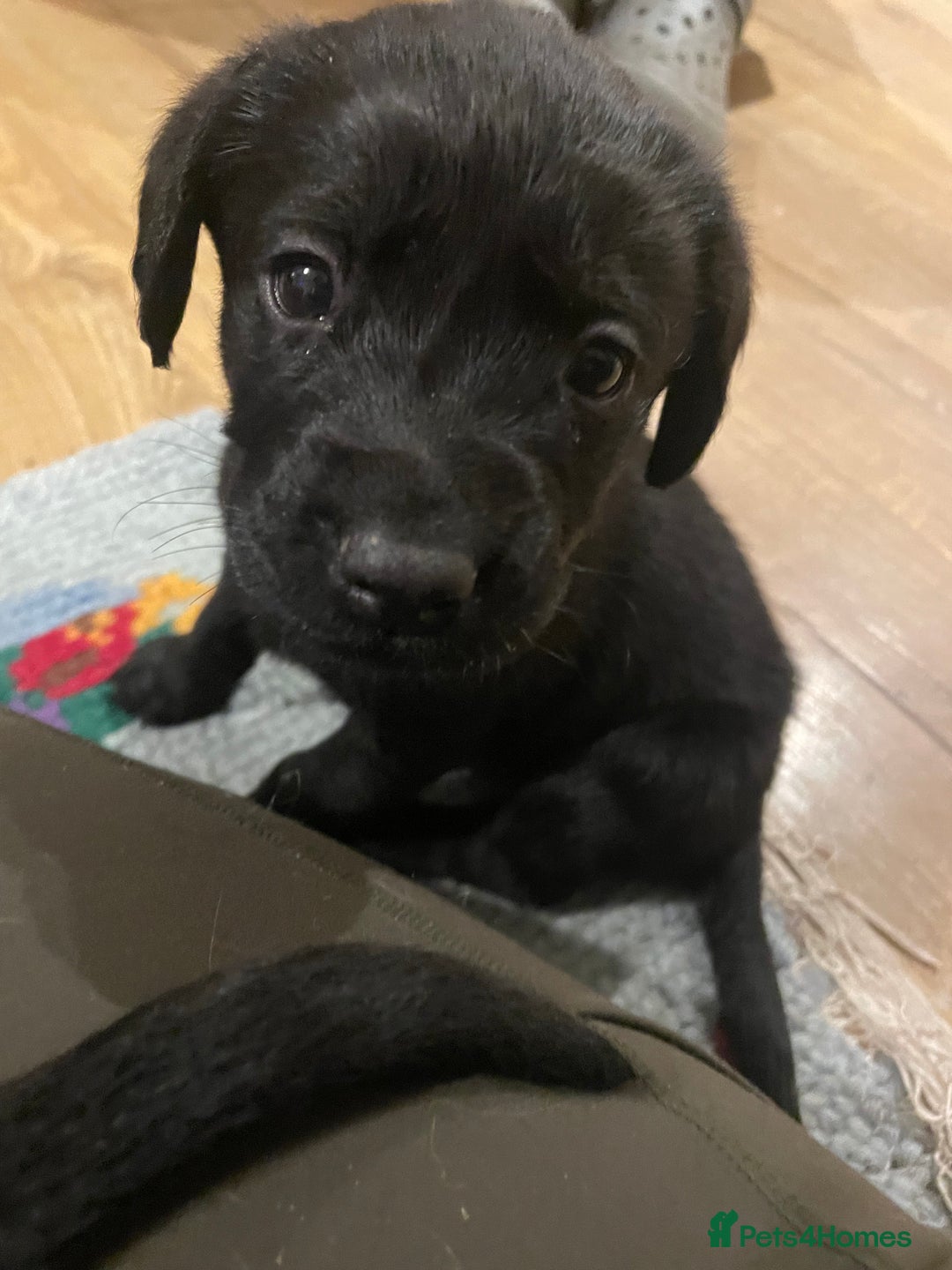 Springador dogs for sale: Springador pups - Image 10