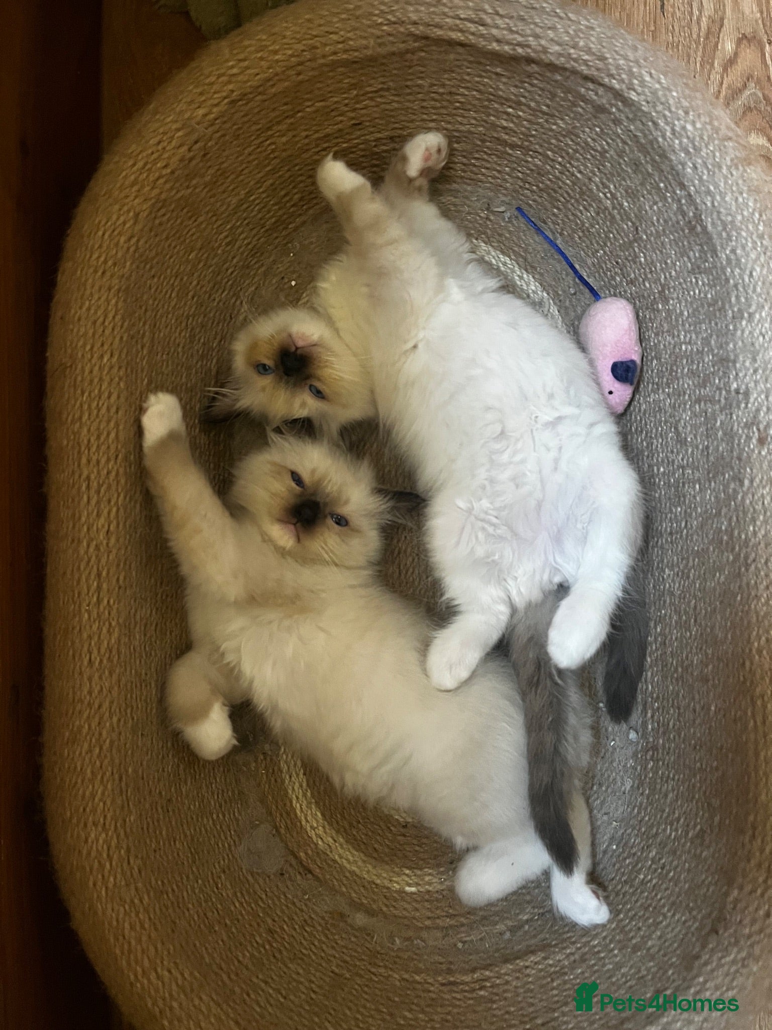 Ragdoll cats 5 😻 beautiful pure ragdoll Kittens  - Advert 2