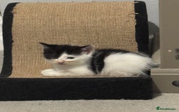 Mixed Breed cats for sale: Mixed kittens for sale - Image 25