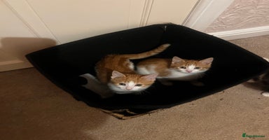Mixed Breed cats - Advert 12