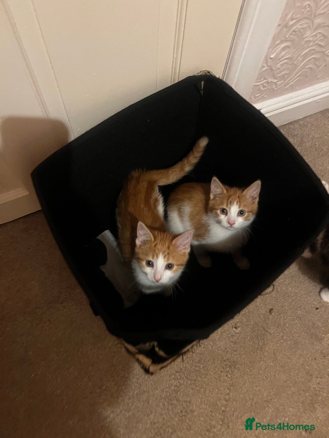 Mixed Breed cats for sale: 4 orange tabby kittens - Image 2