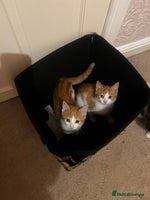 Mixed Breed cats - Advert 12