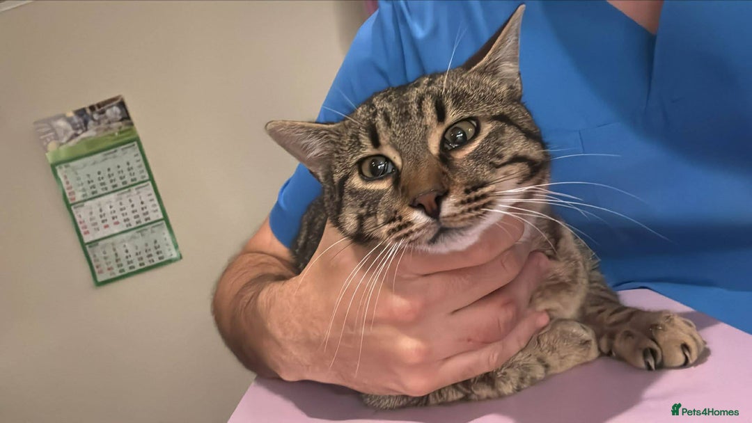 Mixed Breed cats for adoption: Tiger for adoption - Advert 3