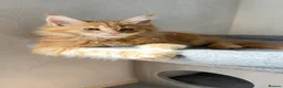 Maine Coon cats for sale: Maine Coon Kittens - Advert 12