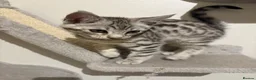 Mixed Breed cats for sale: Maine Coon x Bengal Kitten - Advert 11
