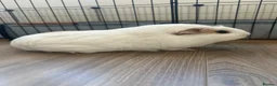 Guinea Pig rodents for sale: 2 Female Guinea pig sisters - Advert 3