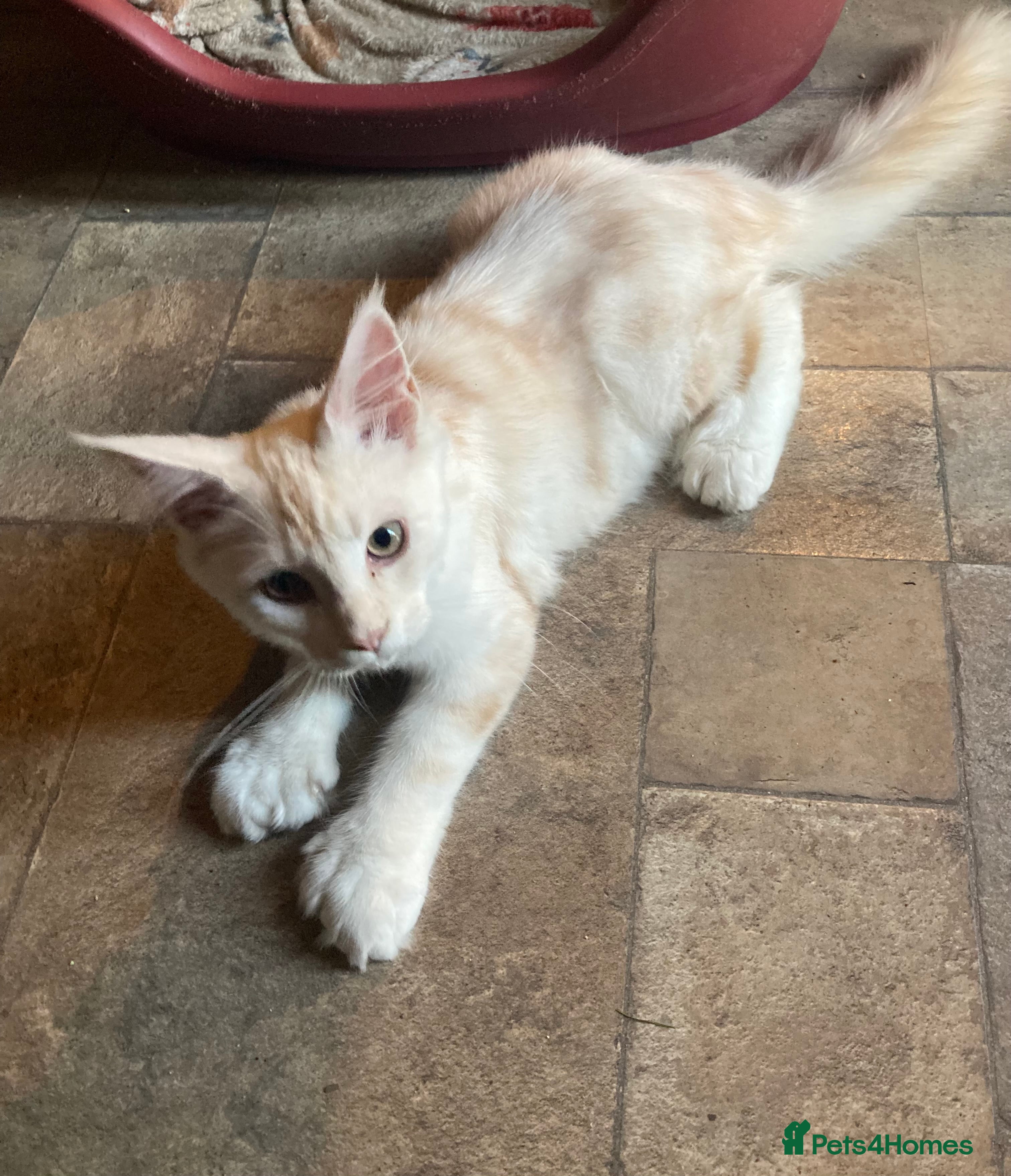 Maine Coon cats  Full Maine Coon Kittens - Advert 2