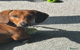Dachshund dogs for sale: Franklin - Image 2