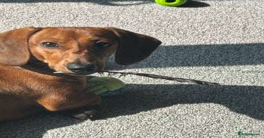 Dachshund dogs - Advert 15
