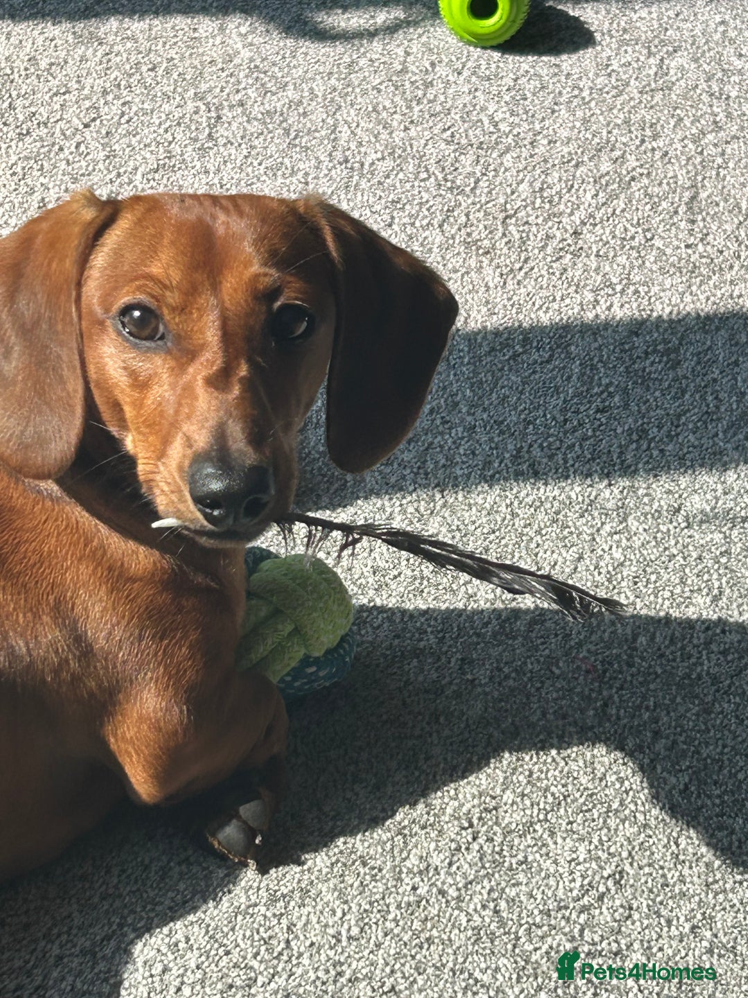 Dachshund dogs for sale: Franklin - Image 2