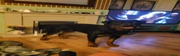 Rottweiler dogs for stud: 100% German bloodline Champion in Hebburn - Advert 2