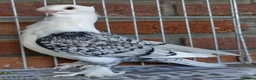 Pigeons birds for sale: Satinette Fancy Pigeons – Champion in Grays - Advert 4
