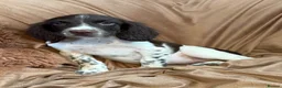 English Springer Spaniel dogs for sale: Stunning springer spaniel pups - Advert 6