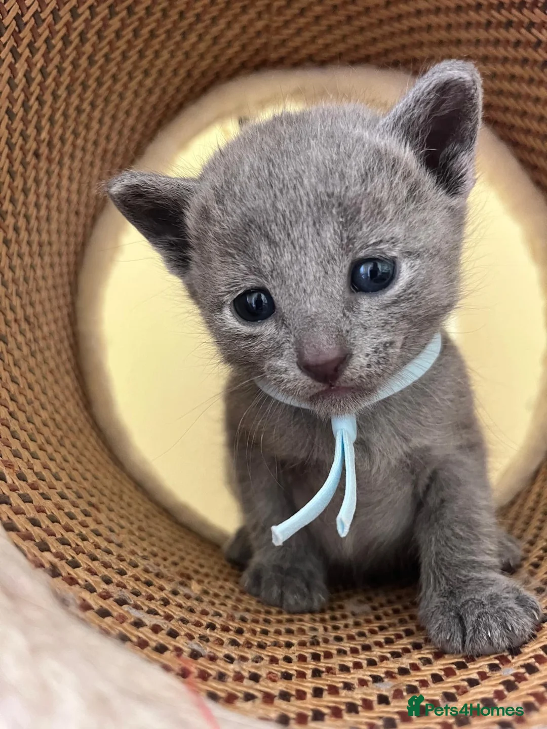 Russian Blue cats for sale: TICA REGISTERED Pure Breed Russian Blue Kittens - Advert 2