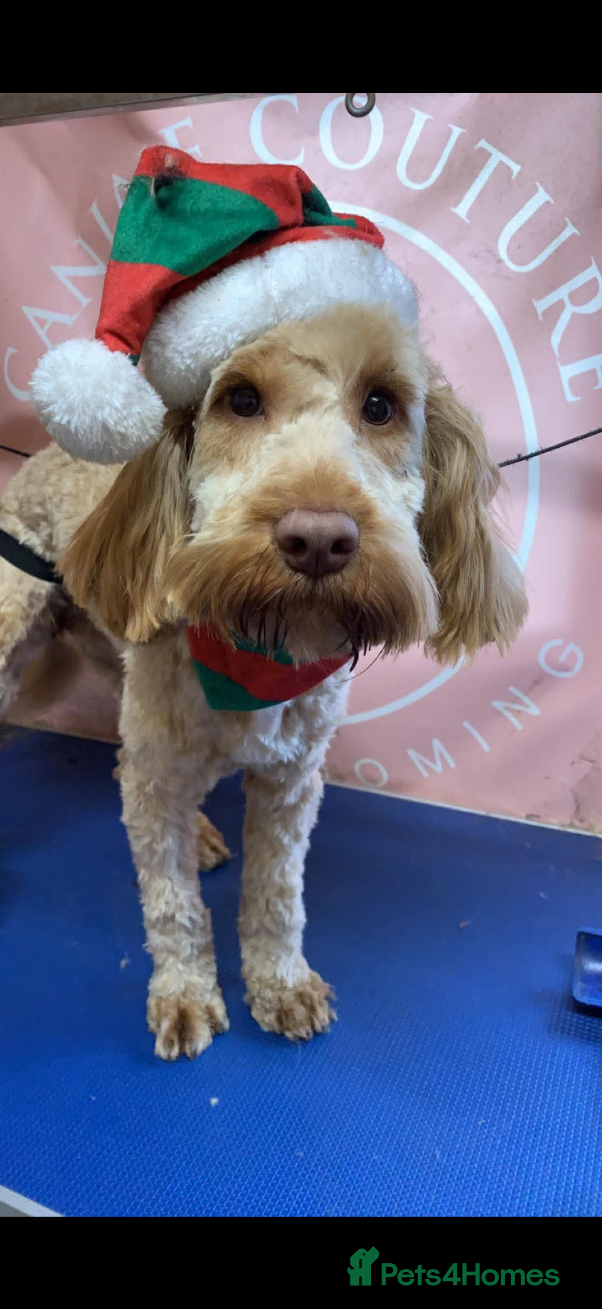 Cockapoo dogs Cockapoo puppys - Advert 2