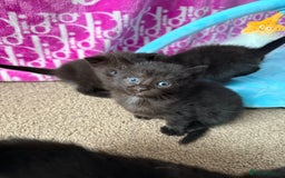 Mixed Breed cats for sale: 4 beautiful mixed kittens  - Image 5