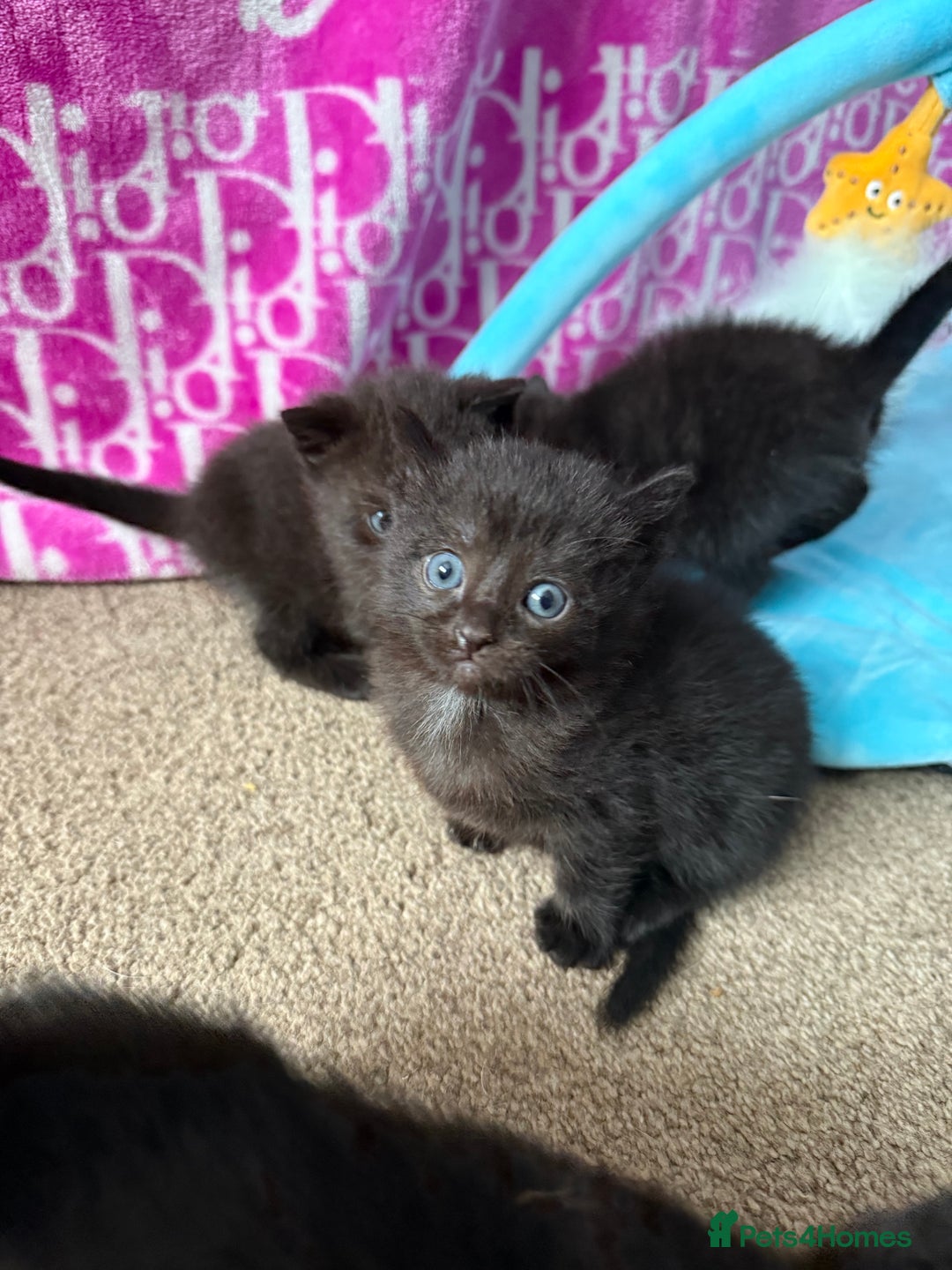 Mixed Breed cats for sale: 4 beautiful mixed kittens  - Image 5