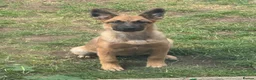Belgian Shepherd Dog dogs for sale: Belgian Malinois 6 months old male in Cardiff - Advert 1