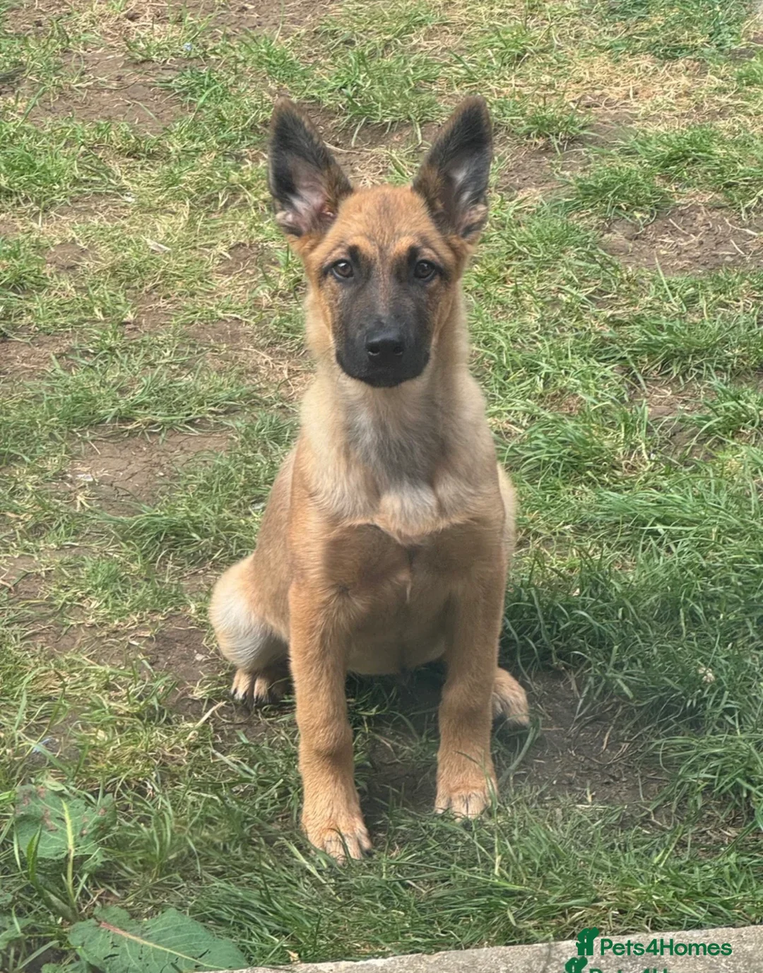 Belgian Shepherd Dog dogs for sale: Belgian Malinois 6 months old male in Cardiff - Advert 1