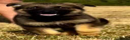 German Shepherd dogs for sale: Quality, Purebred, Large, Family Raised GSD Pups - Advert 7