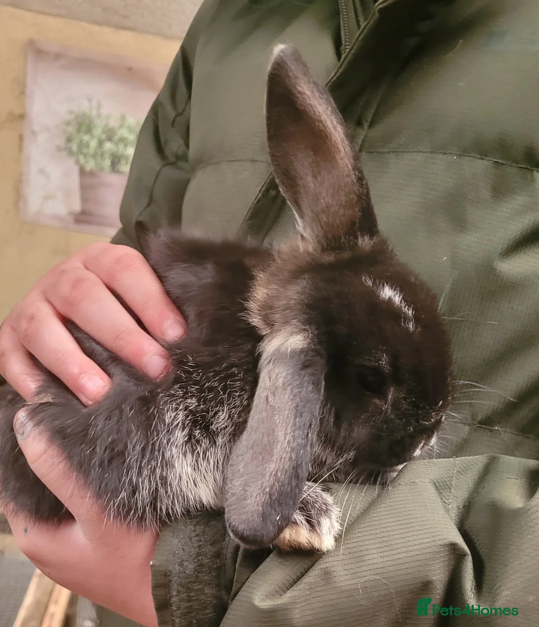 Mini Lop rabbits for sale: Baby Mini Lop Rabbits Available Now - Advert 9