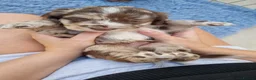 Sproodle dogs for sale: Three Beautiful Girls Remaining F1 Merle Sproodles - Advert 19