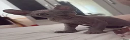 Dwelf cats for sale: Elf Sphynx kitten  - Advert 4