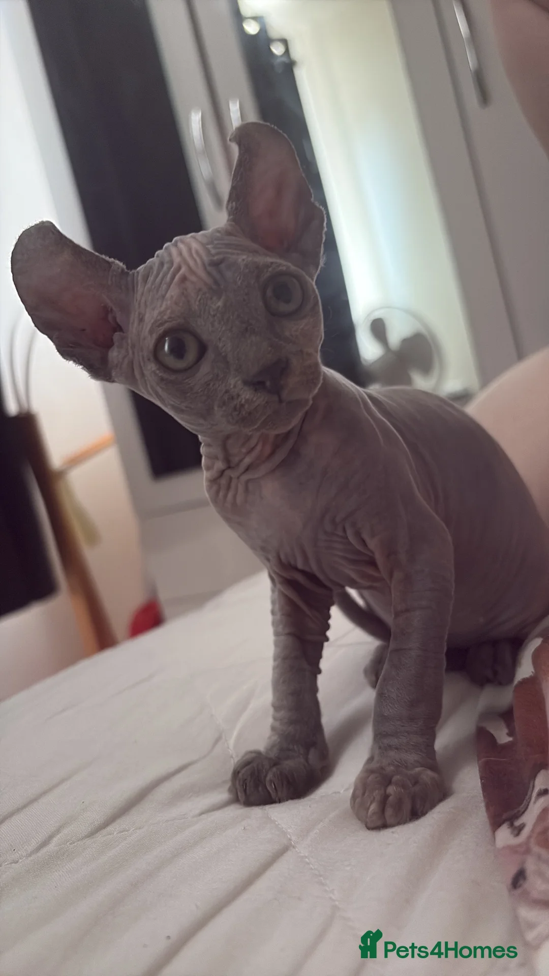 Dwelf cats for sale: Elf Sphynx kitten  - Advert 4