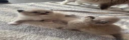 Ragdoll cats for sale: Beautiful ragdoll kittens  - Advert 8