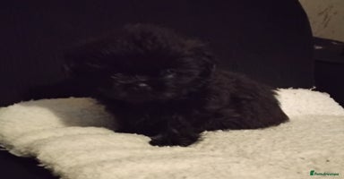 Shih Tzu dogs Quality Half Imperial Shitzu Puppies.  - Advert 9