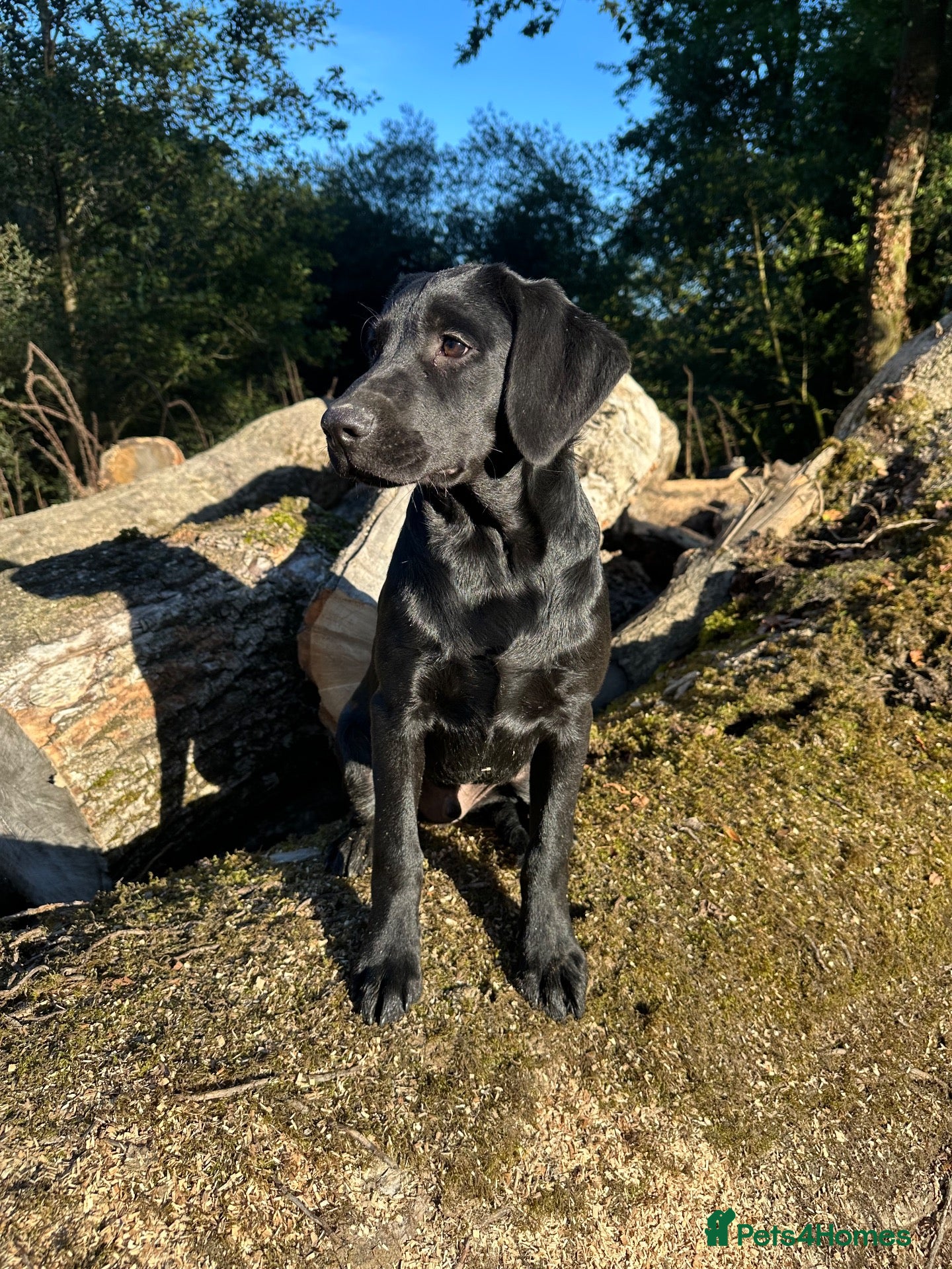 Labrador Retriever dogs Part Trainer Labradors - Pet/Assistance Dog/Gundog - Advert 18