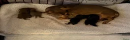 Chihuahua dogs for sale: Chihuahua Puppies  - Advert 3