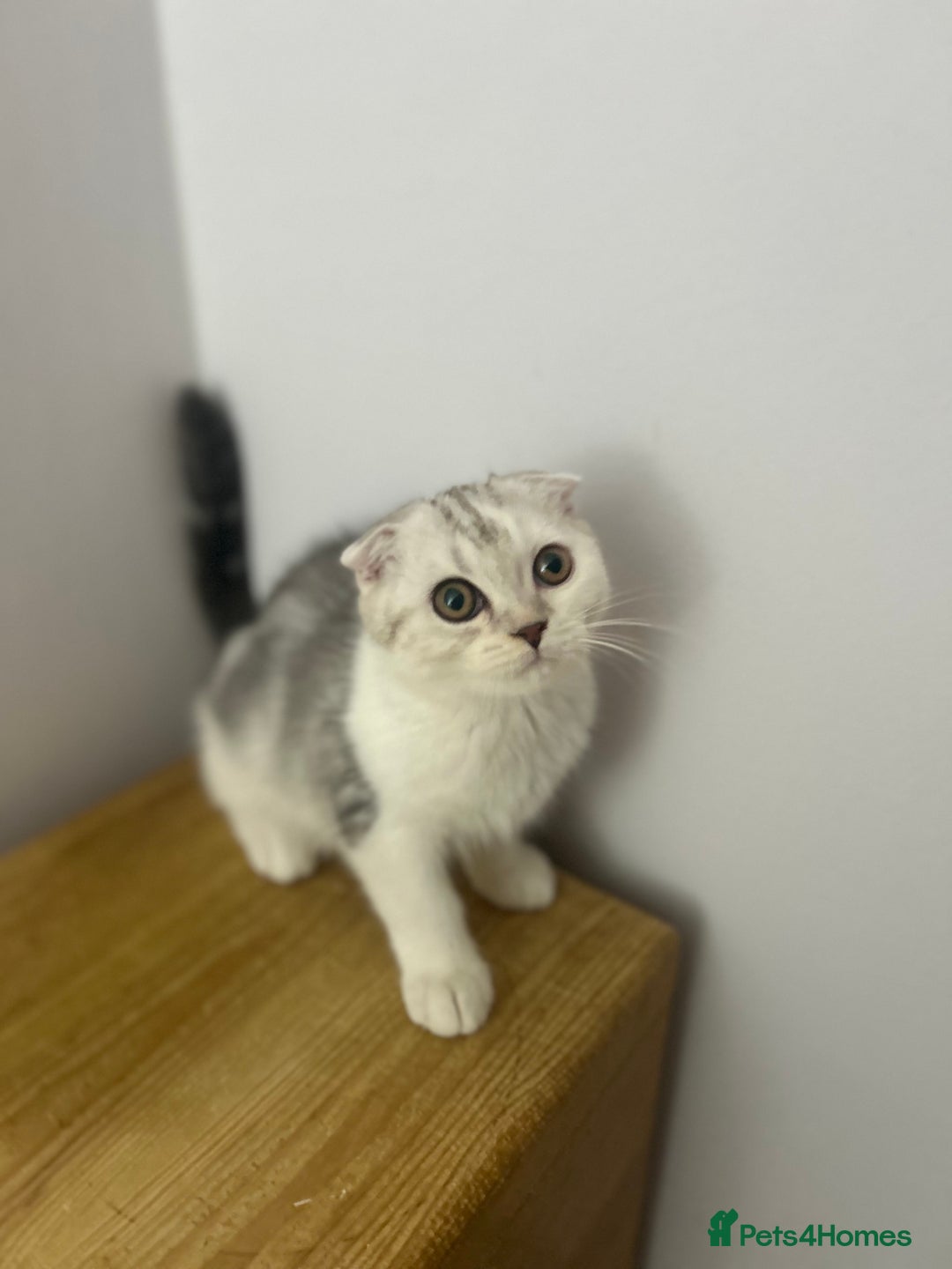 Scottish Fold cats for sale: Beautiful Scottish fold baby’s  in Reading - Image 37