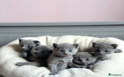 Russian Blue cats for sale: *TOP* Quality TICA GCCF Russsian Blue Kittens - Image 1