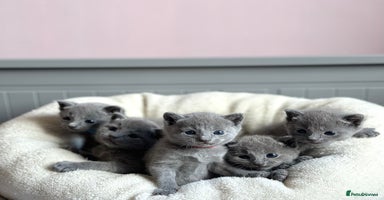Russian Blue cats - Advert 2