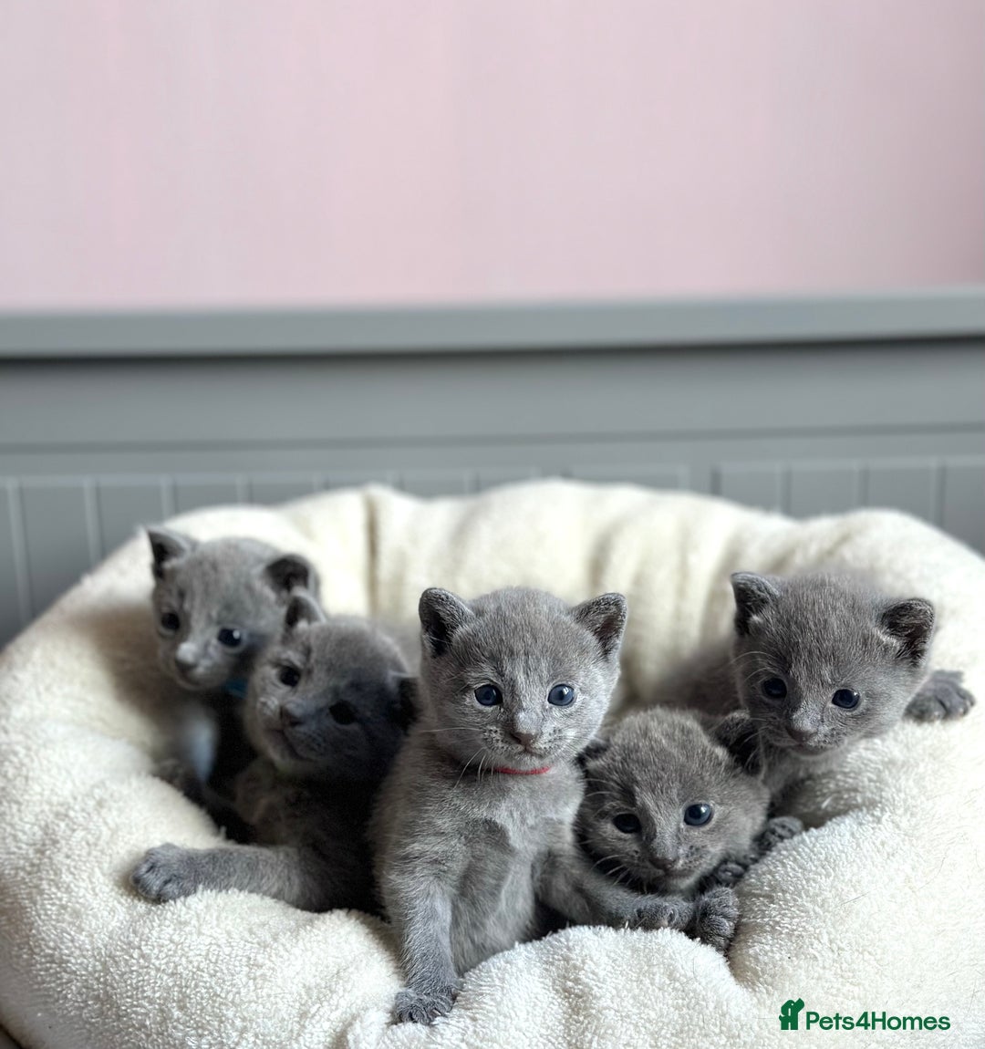 Russian Blue cats for sale: *TOP* Quality TICA GCCF Russsian Blue Kittens - Image 1