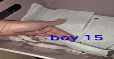 Rat rodents - Advert 8