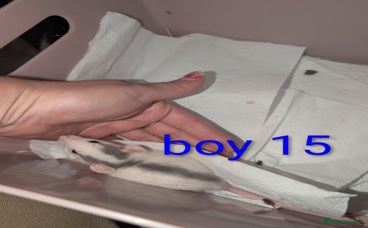 Rat rodents - Advert 11