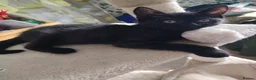British Shorthair cats for sale: Beautiful kitten - Advert 11