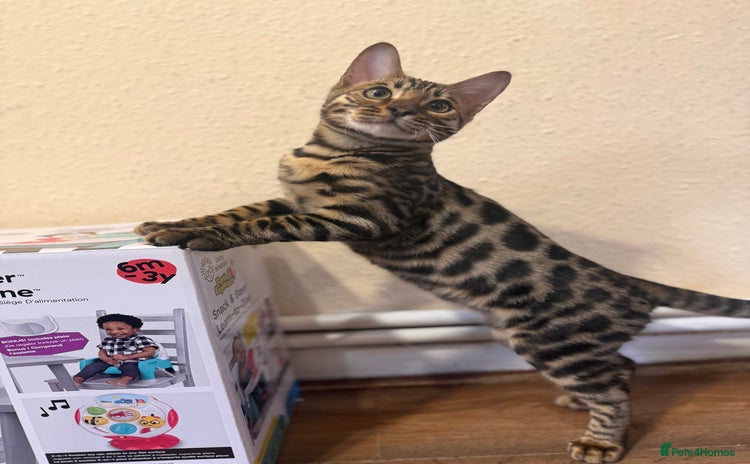 Bengal cats for sale - Advert 1