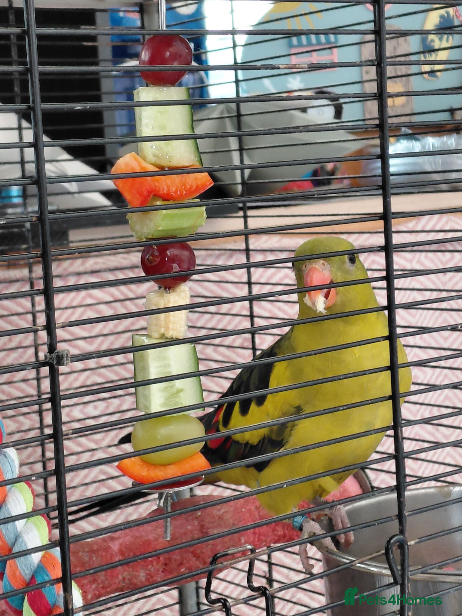Parakeets birds Rock pebbler/ regent parrot - Advert 1