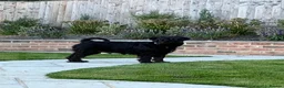 Schnauzer dogs for sale: Stunning Black female Schnauzer  - Advert 1