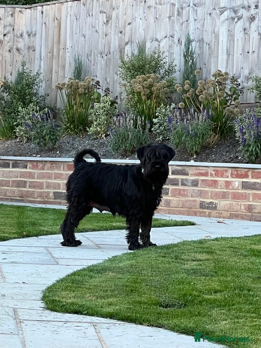 Schnauzer dogs for sale: Stunning Black female Schnauzer  - Advert 1
