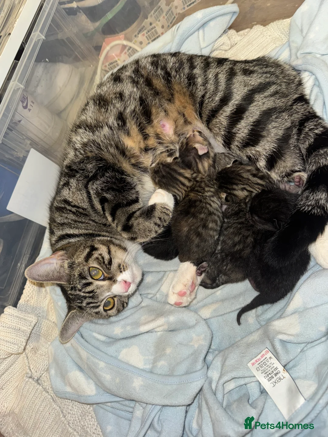 Ragdoll cats for sale: Kittens for sale  in Ashford - Advert 2