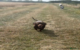 Miniature Dachshund dogs for stud: Miniature Chocolate Dachshund for stud - Image 15
