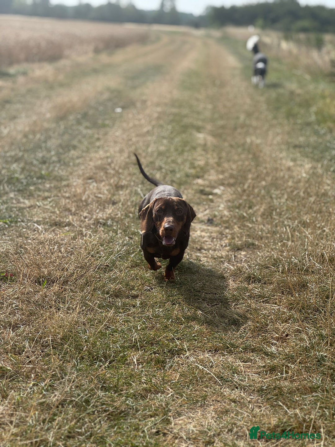 Miniature Dachshund dogs for stud: Miniature Chocolate Dachshund for stud - Image 15
